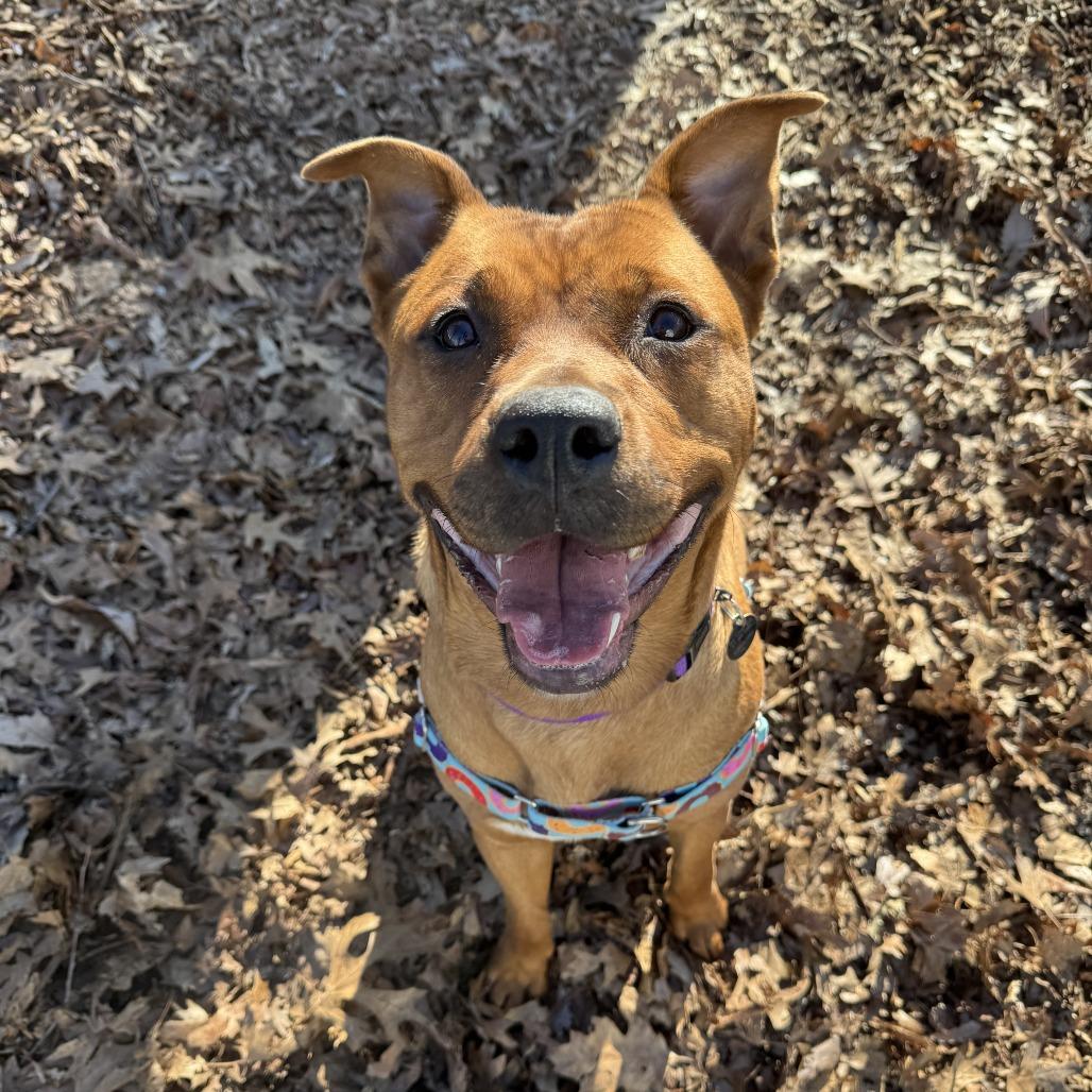 Enlarge Maple, a Adoptable mixed breed in Nashville, TN image 5/6