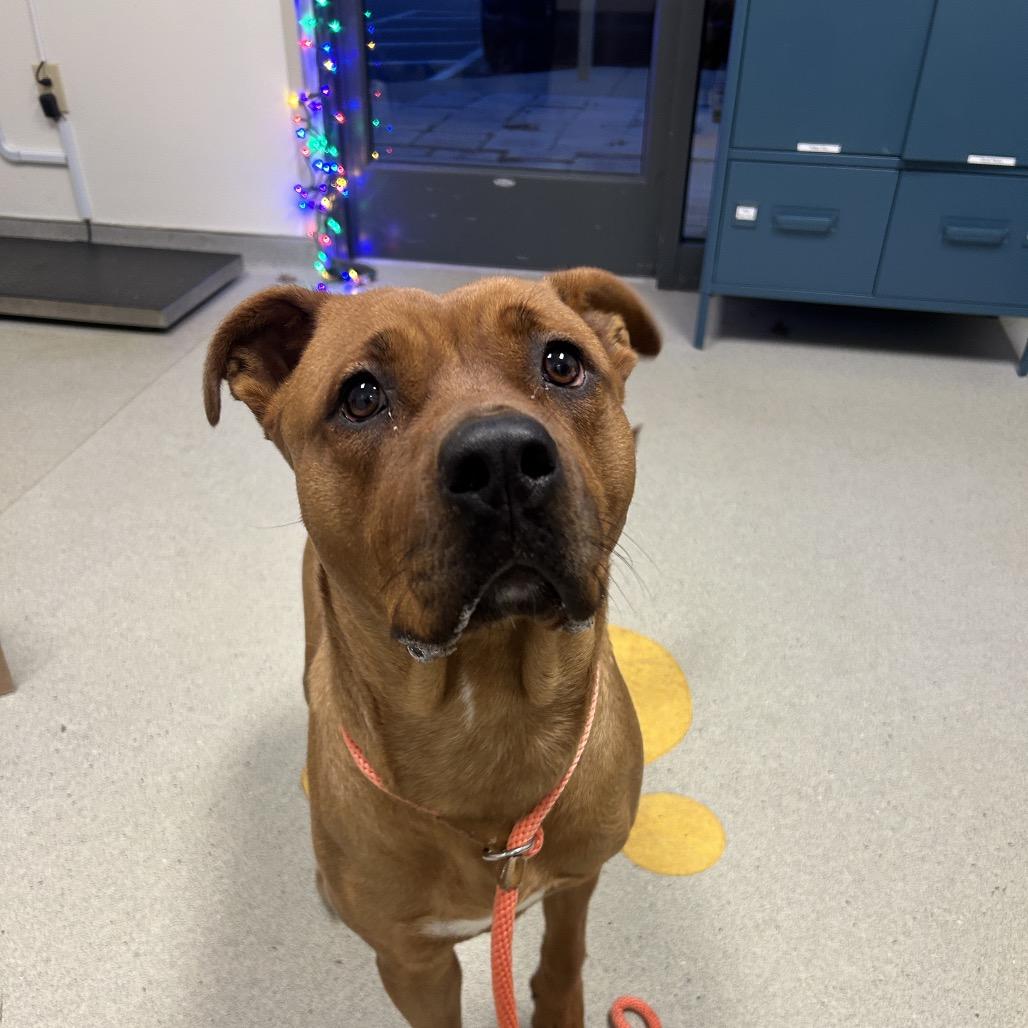 Enlarge Maple, a Adoptable mixed breed in Nashville, TN image 4/6