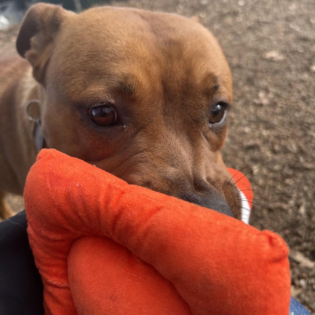 Enlarge Maple, a Adoptable mixed breed in Nashville, TN image 5/6