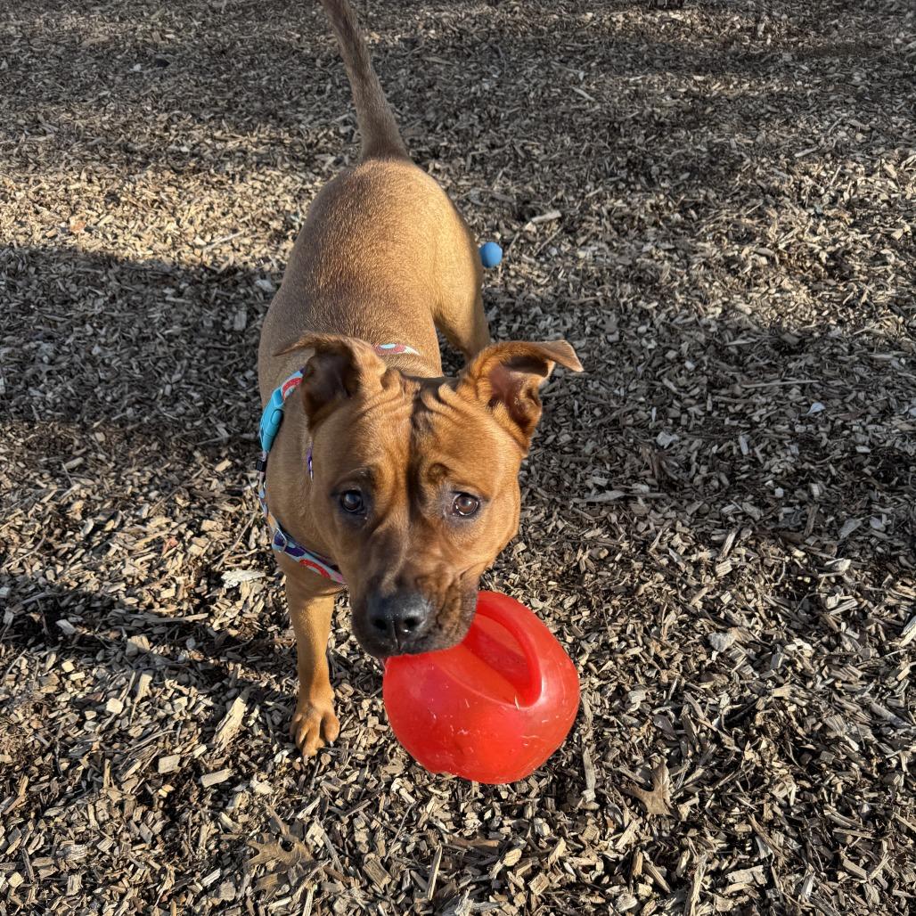 Enlarge Maple, a Adoptable mixed breed in Nashville, TN image 6/6