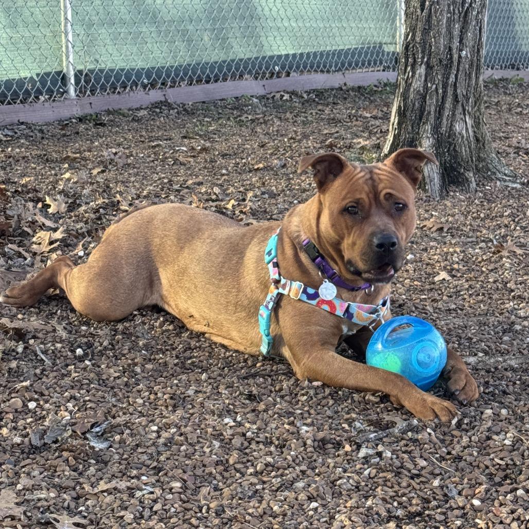 Enlarge Maple, a Adoptable mixed breed in Nashville, TN image 6/6