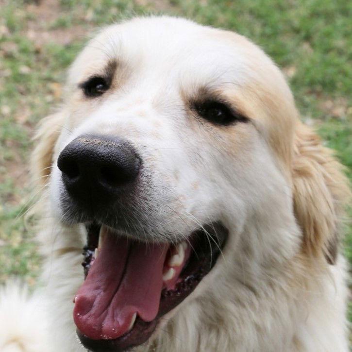 Carson, a Adopted Great Pyrenees in Garland, TX image 1/6