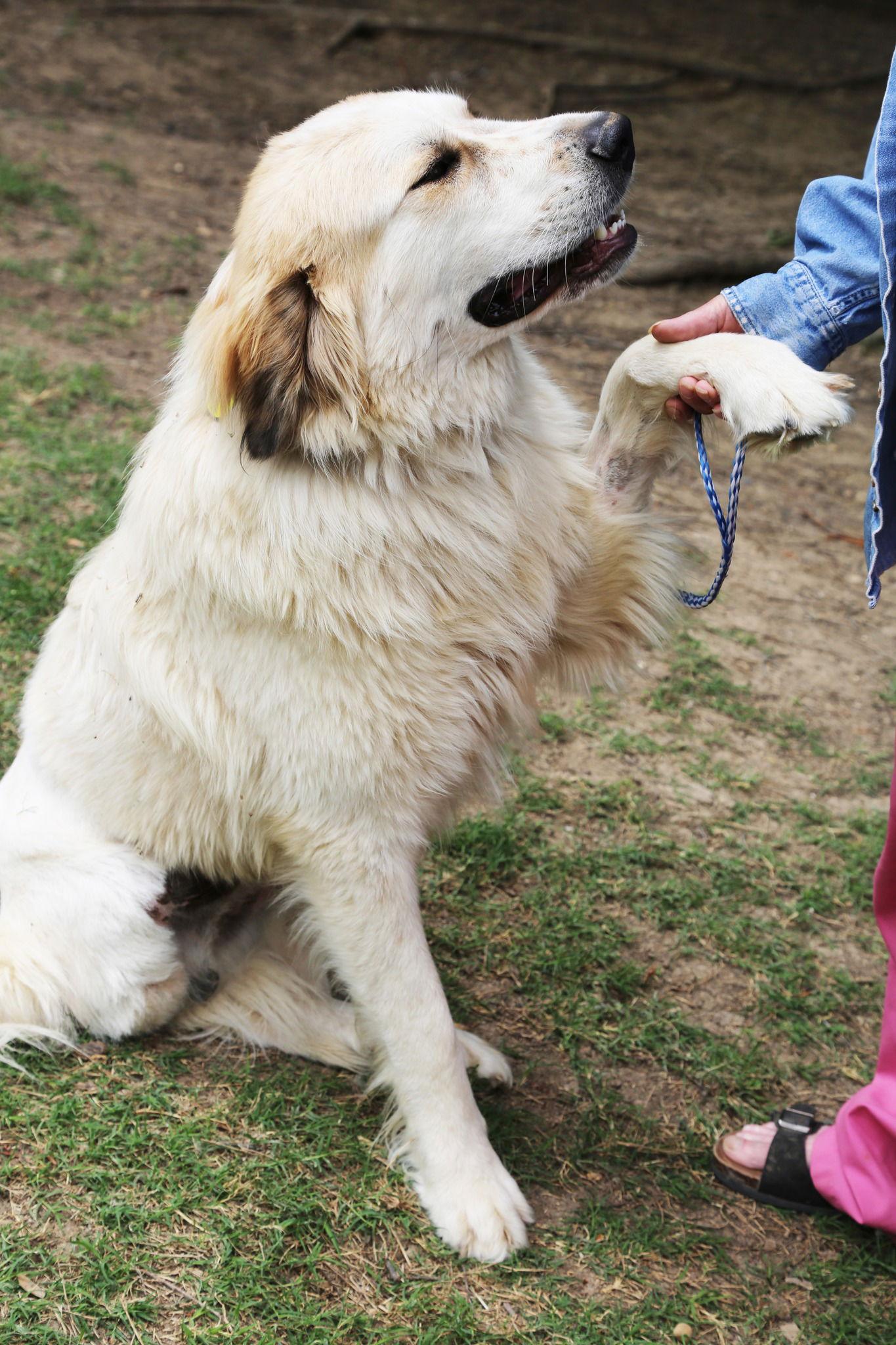 Carson, a Adopted Great Pyrenees in Garland, TX image 2/6