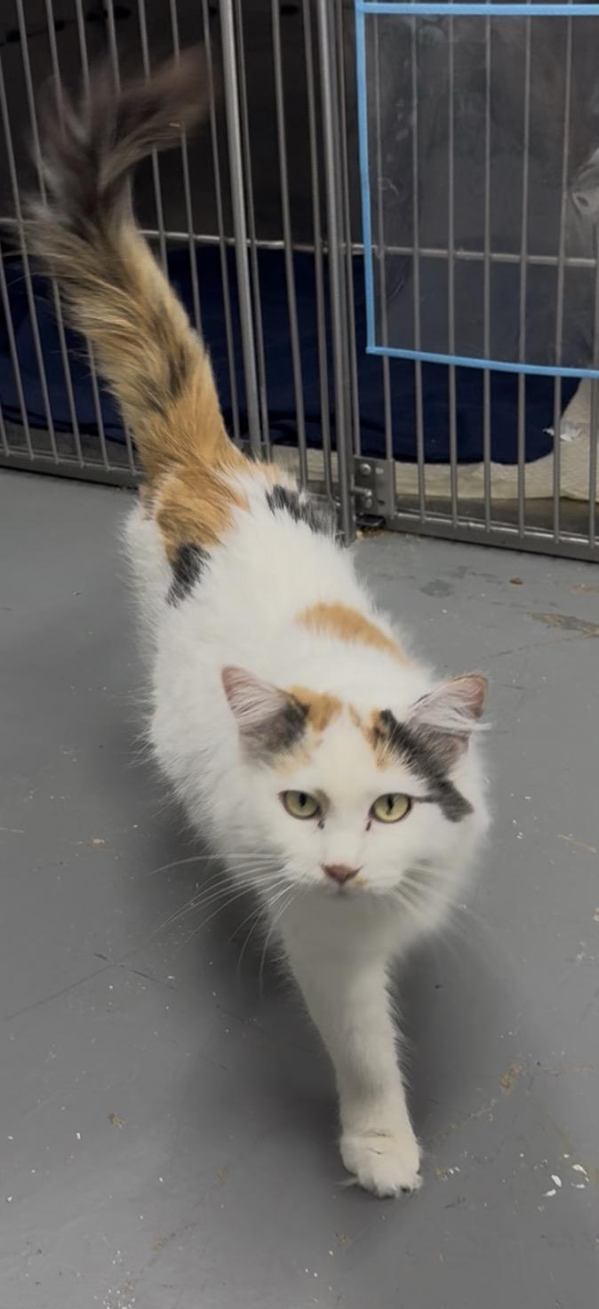 Enlarge Selena, a Adopted Calico in Evans City, PA image 1/1