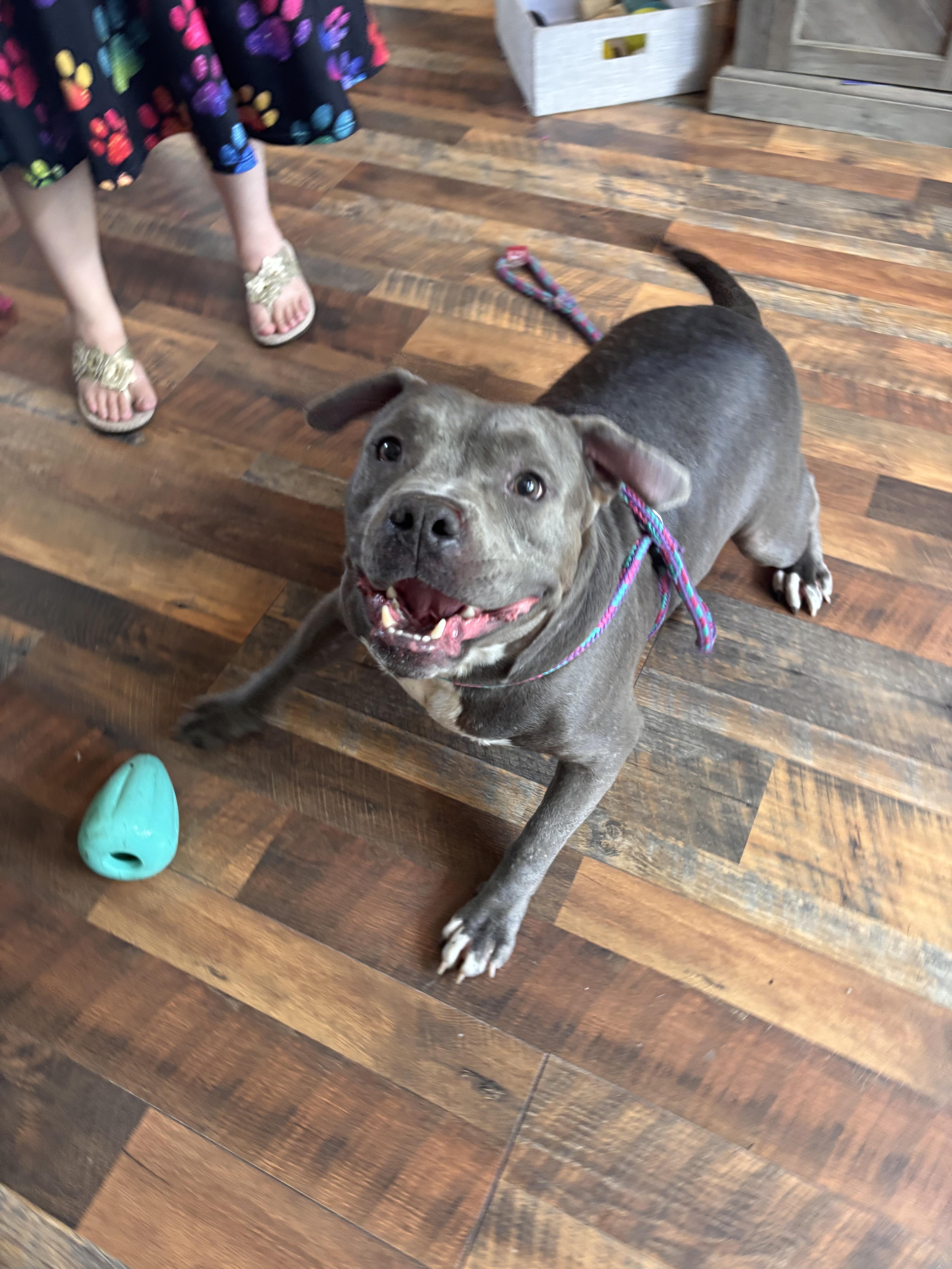 Enlarge Mr. Wigglebean, a ADOPTABLE mixed breed in Leesville, SC image 5/6