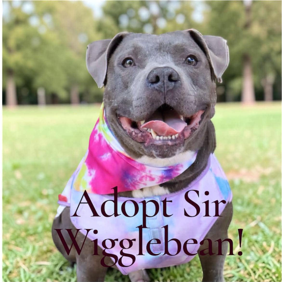 Enlarge Mr. Wigglebean, a ADOPTABLE mixed breed in Leesville, SC image 2/6