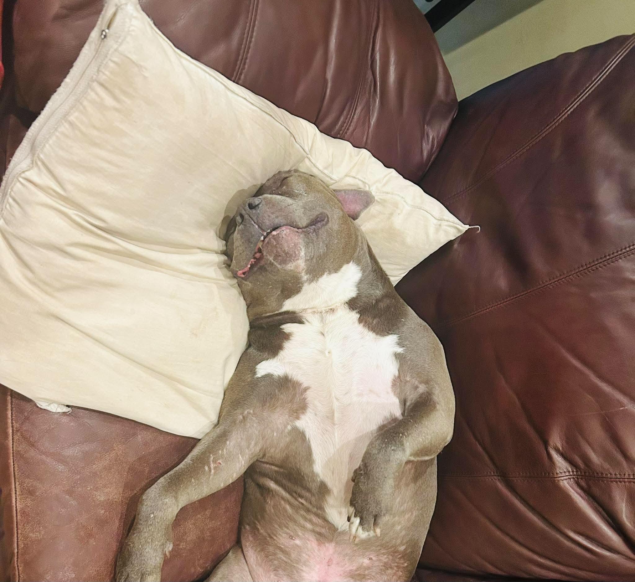 Mr. Wigglebean, ADOPTABLE, Adult Male Mixed Breed.