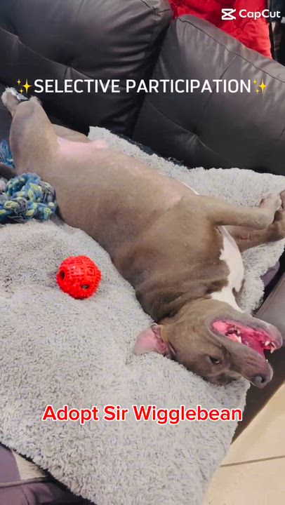 Enlarge Mr. Wigglebean, a ADOPTABLE mixed breed in Leesville, SC video 3/6