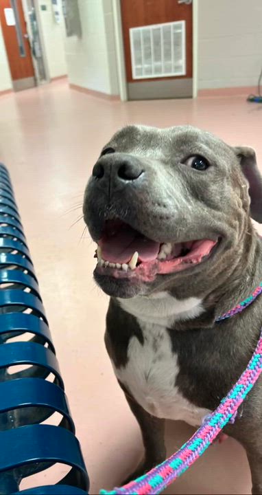 Enlarge Mr. Wigglebean, a ADOPTABLE mixed breed in Leesville, SC video 6/6