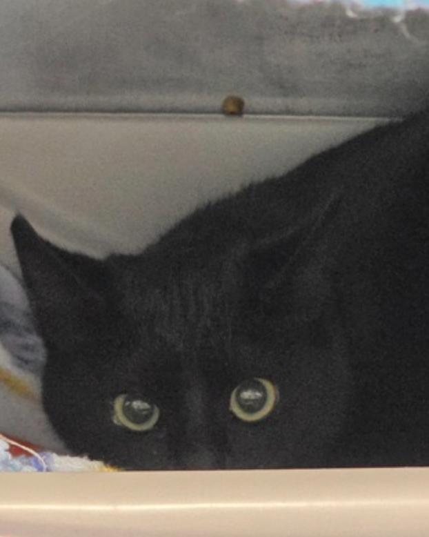 Enlarge Itsy Bitsy Spider, a ADOPTABLE mixed breed in Marshall, NC image 1/1