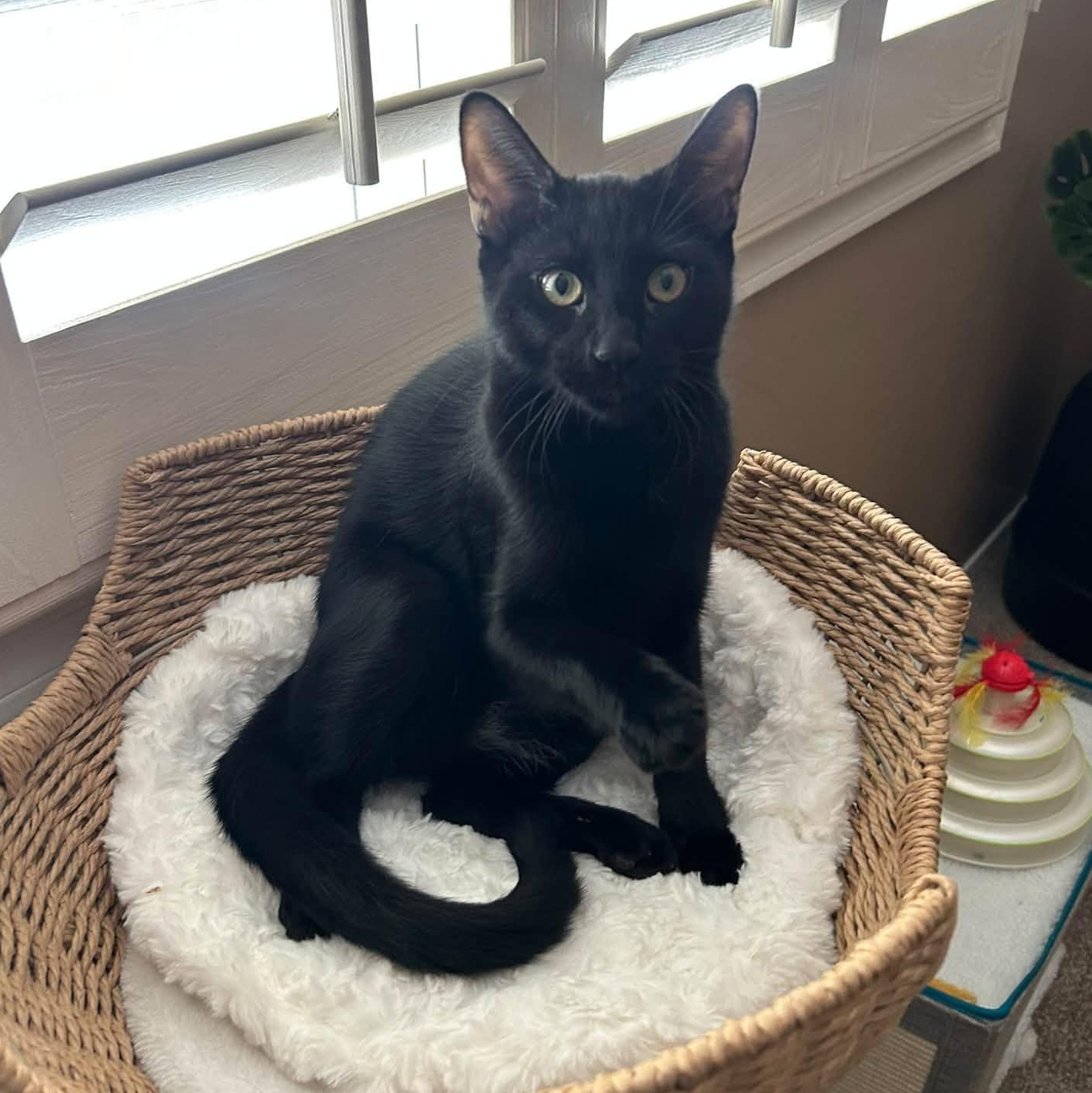 Wednesday, Adoptable, Kitten Male Domestic Short Hair.