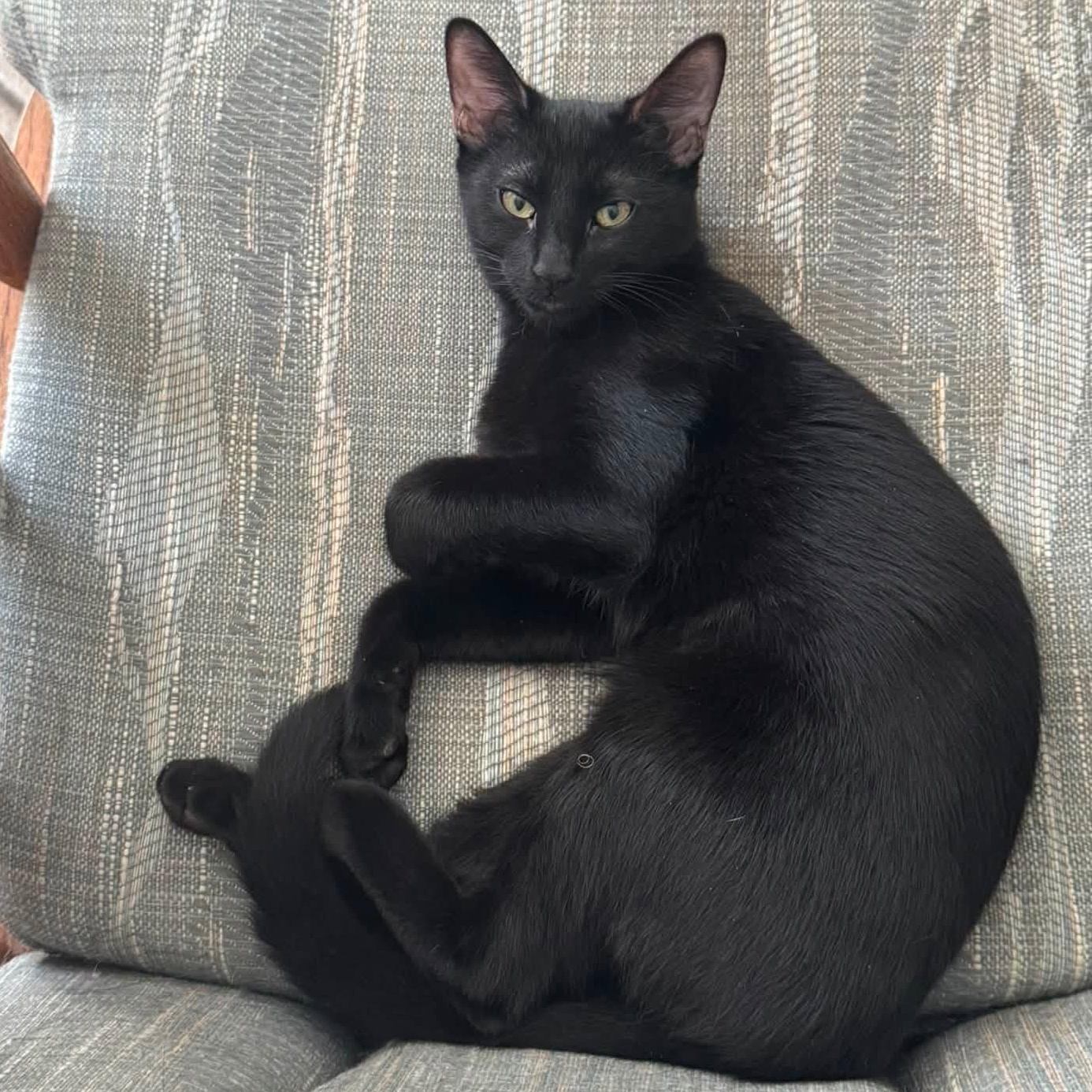 Wednesday, a Adoptable Domestic Short Hair in Queen Creek, AZ image 2/5