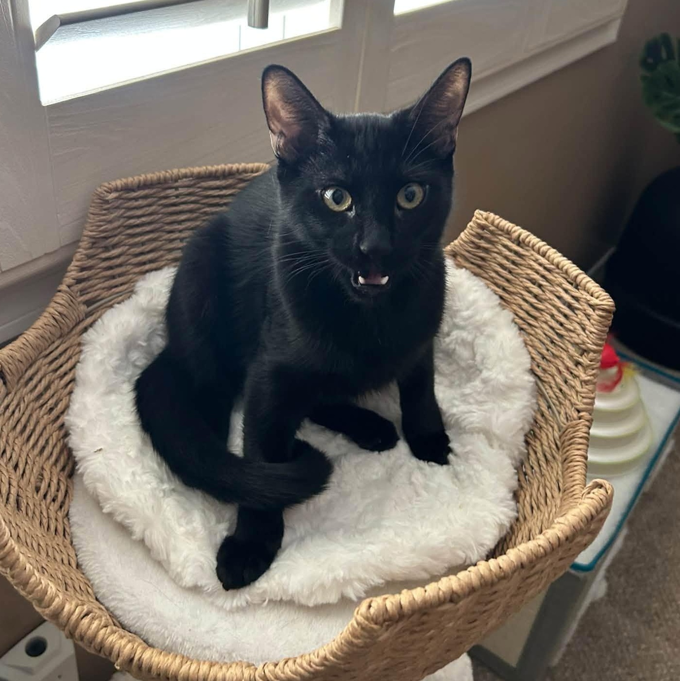 Enlarge Wednesday, a Adoptable Domestic Short Hair in Queen Creek, AZ image 2/5