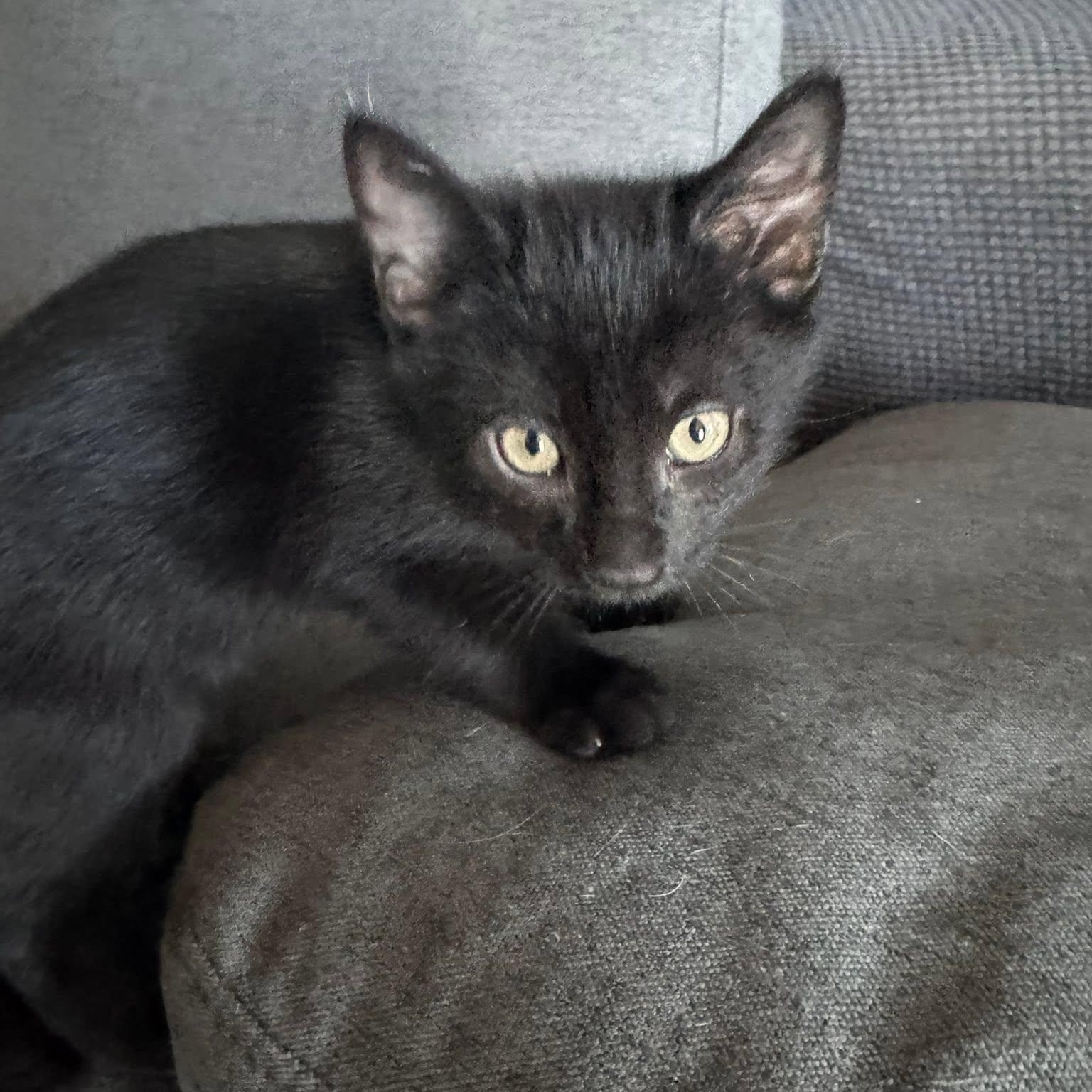 Enlarge Wednesday, a Adoptable Domestic Short Hair in Queen Creek, AZ image 1/3