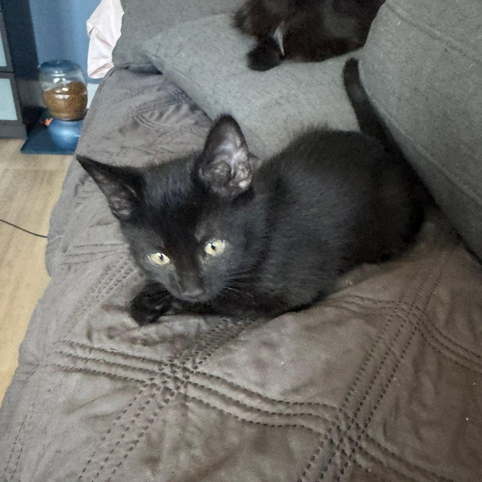 Enlarge Wednesday, a Adoptable Domestic Short Hair in Queen Creek, AZ image 2/3