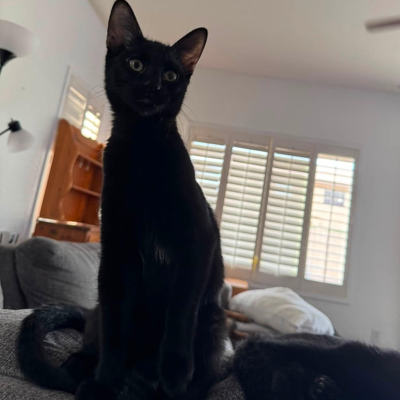 Wednesday, Adoptable, Kitten Male Domestic Short Hair.