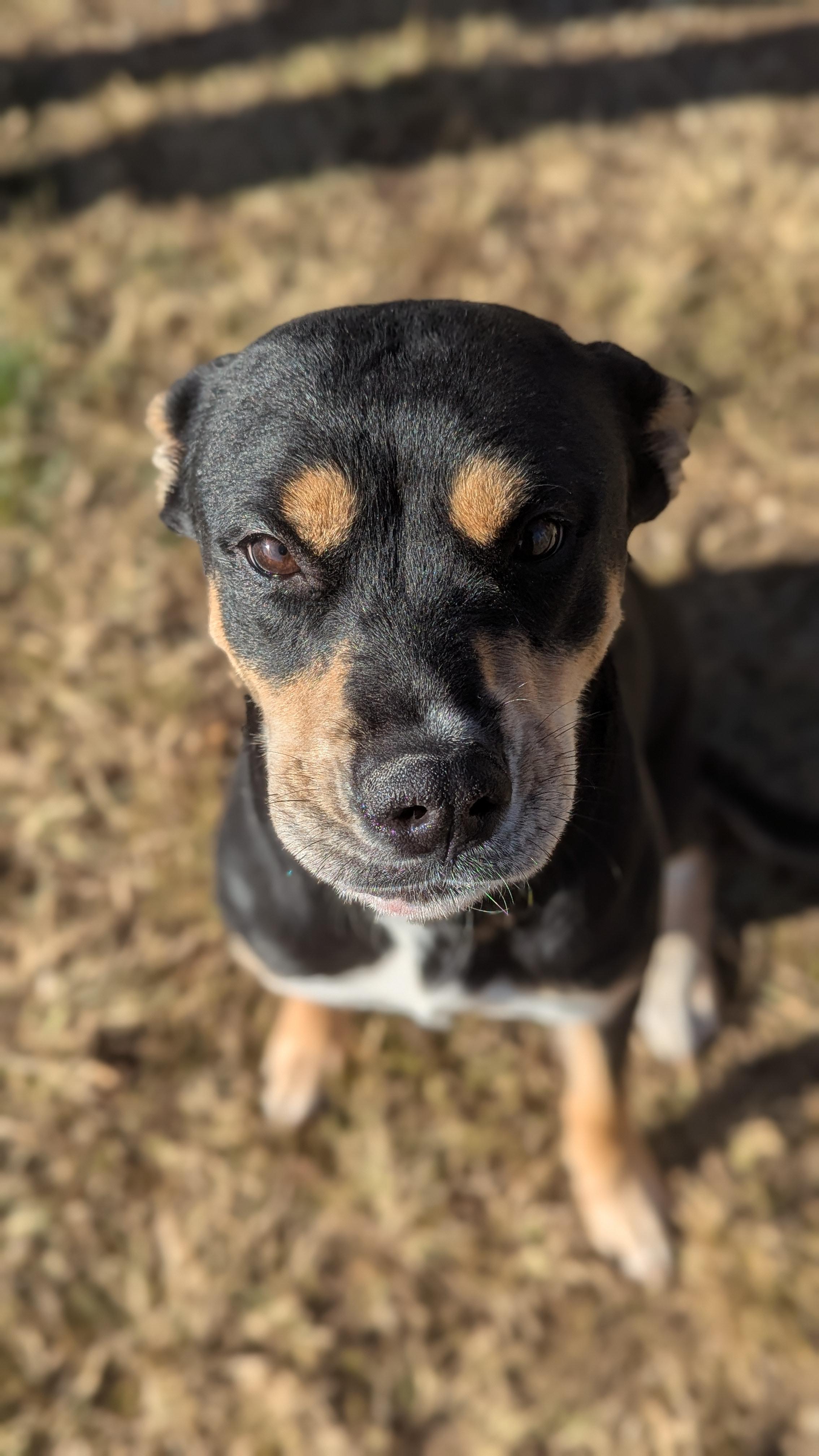 Athena, an adopted Mixed Breed in Benton Harbor, MI image 3/3