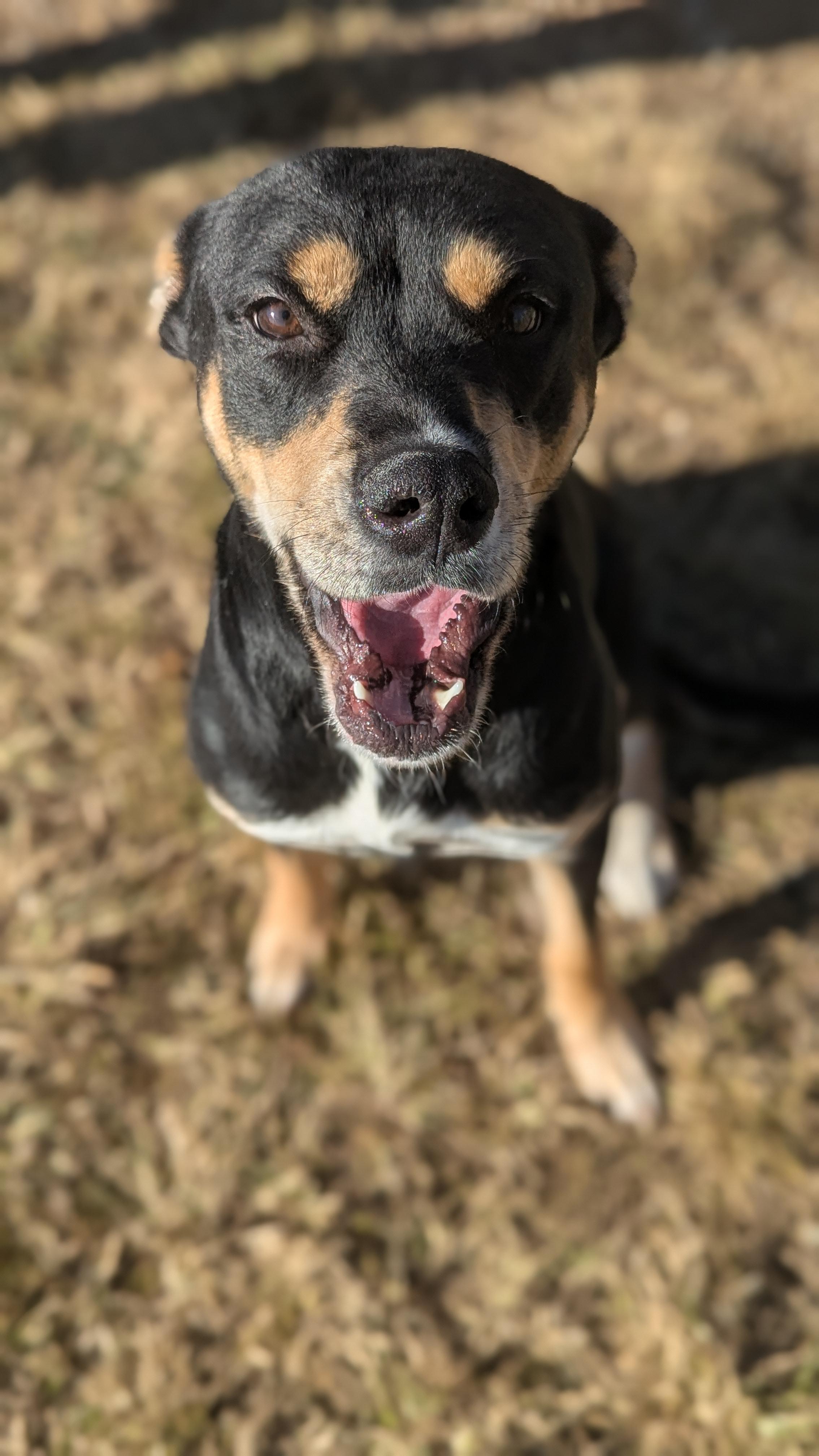 Athena, Adoptable, Adult Female Mixed Breed.