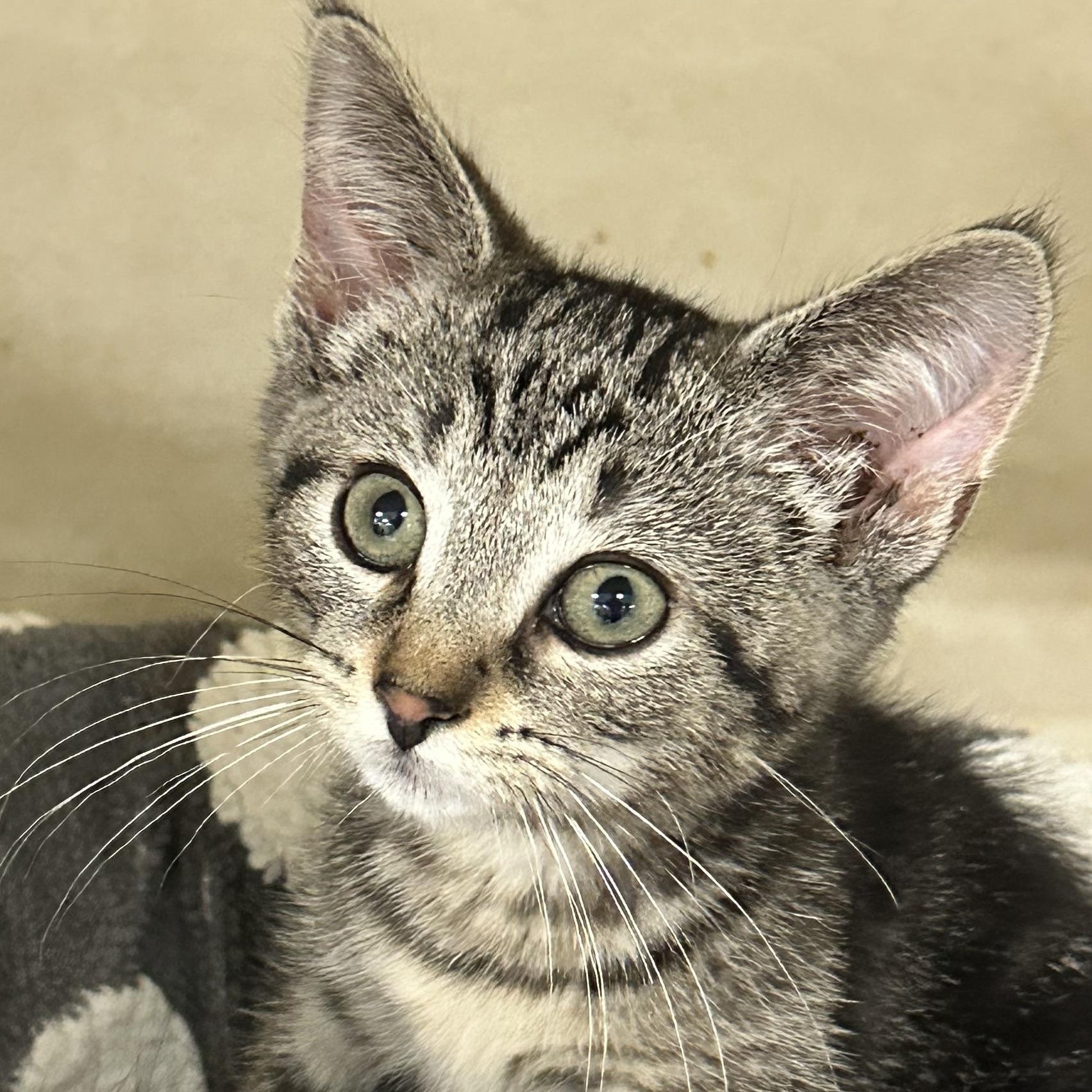 Raja 2026, ADOPTABLE, Kitten Male Domestic Short Hair.