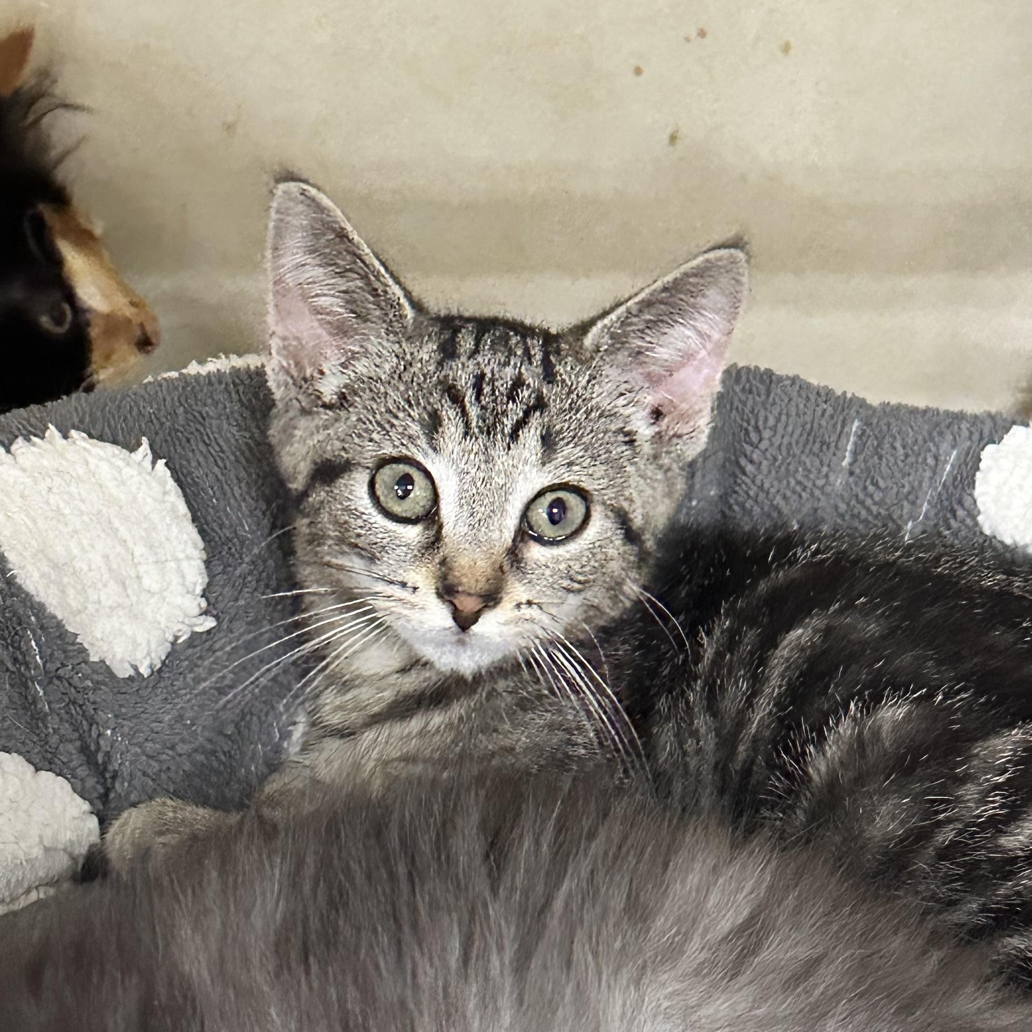 Raja 2026, a ADOPTABLE mixed breed in Lansing, MI image 2/2