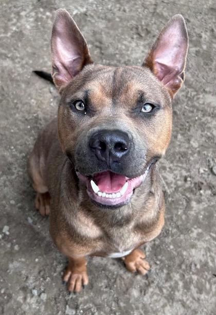 Enlarge Lincoln, a Adoptable mixed breed in Savannah, GA image 1/1