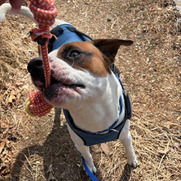 Hustle-Bustle , a ADOPTABLE mixed breed in Martinsville, VA image 2/3