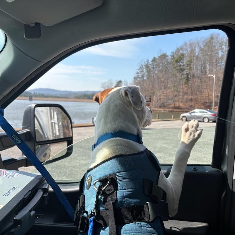 Hustle-Bustle , a ADOPTABLE mixed breed in Martinsville, VA image 3/3
