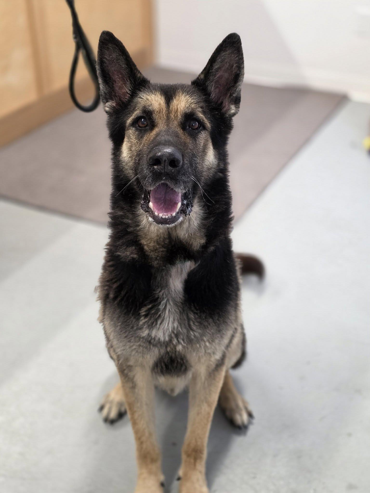 Titan, ADOPTABLE, Adult Male German Shepherd Dog.