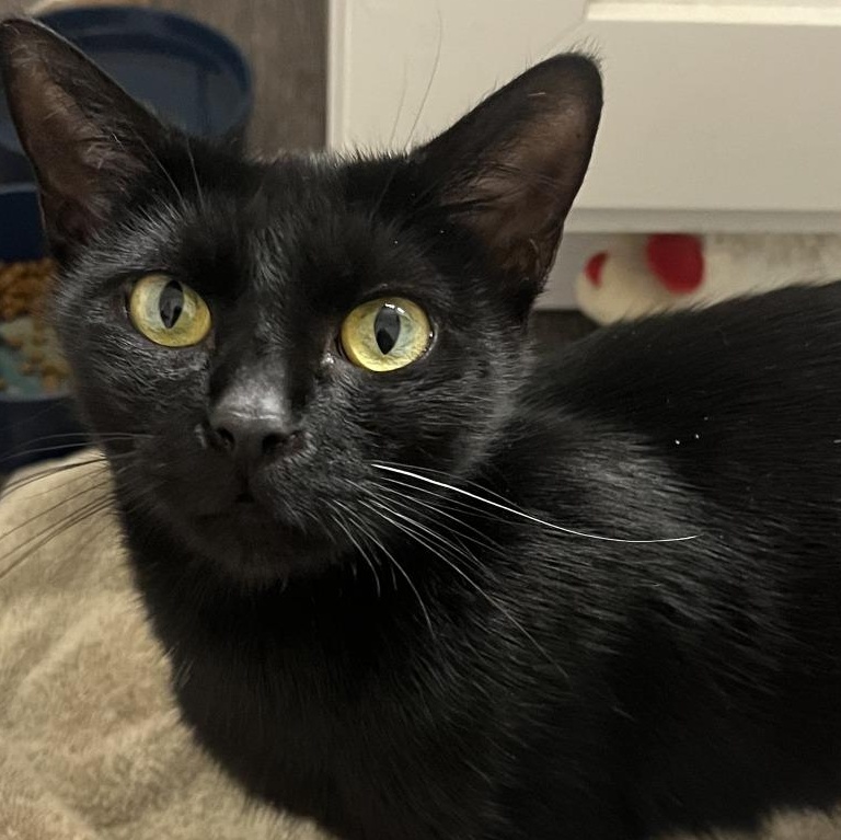 Leonarda, ADOPTABLE, Adult Female Domestic Short Hair.