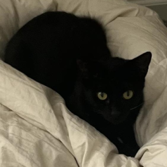 Enlarge Leonarda, a ADOPTABLE mixed breed in Chicago, IL image 2/2