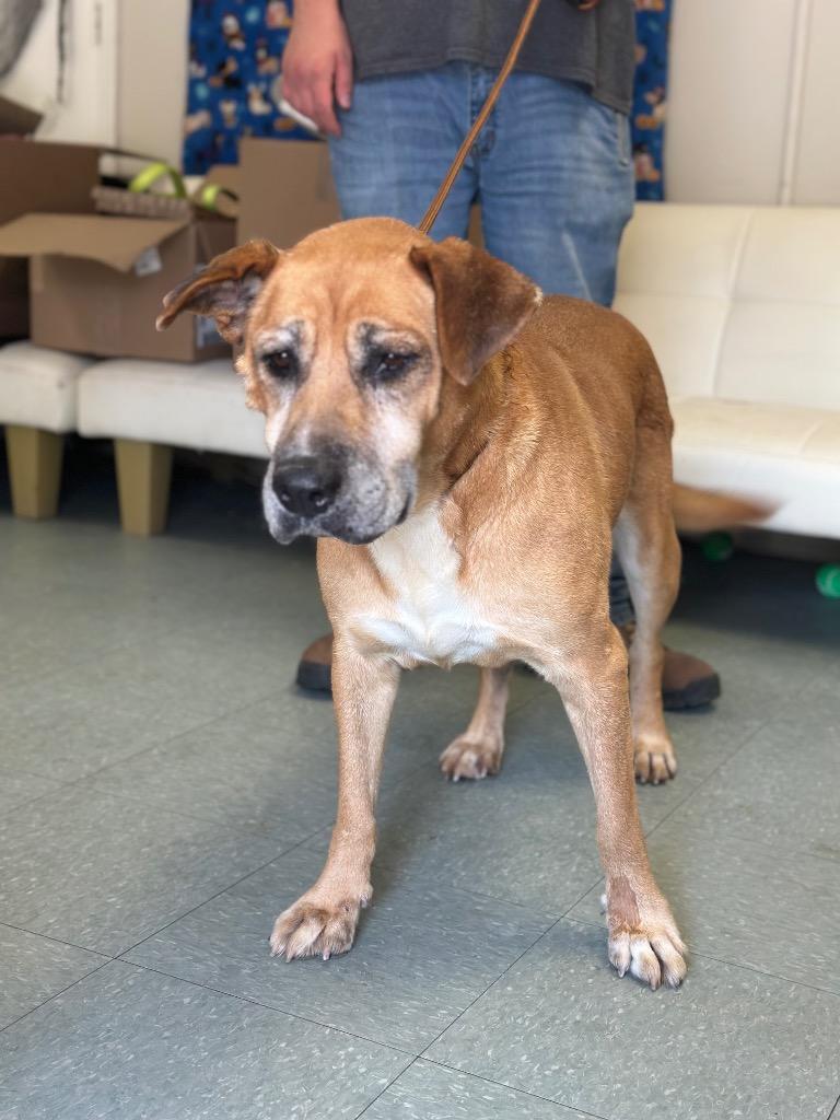 Betty (Bella), Adoptable, Adult Female Mixed Breed.