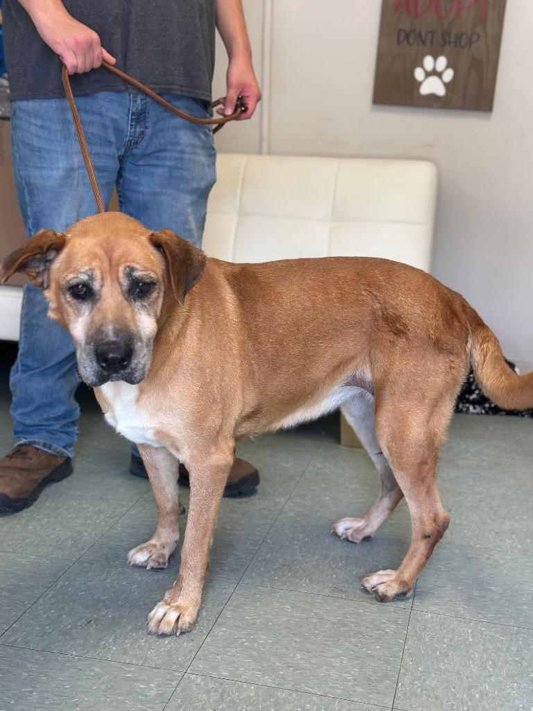 Betty (Bella), Adoptable, Adult Female Mixed Breed.