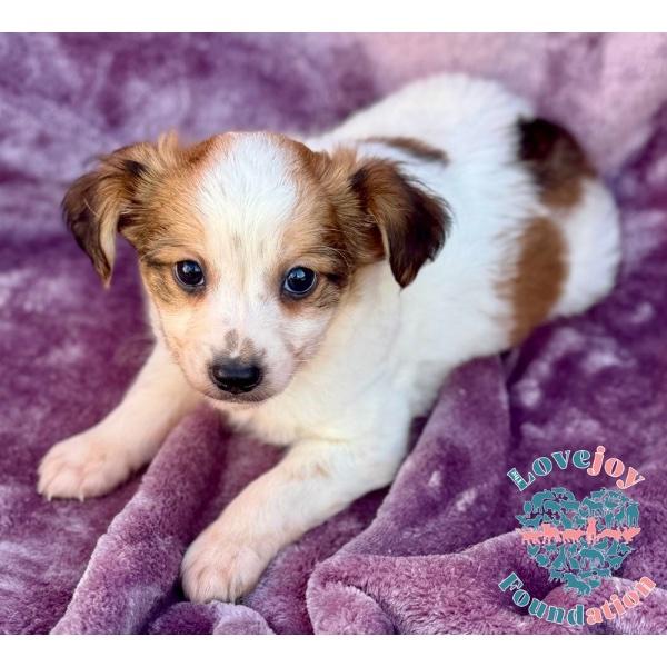 Enlarge Willow Litter, an adopted mixed breed in Inglewood, CA image 1/2