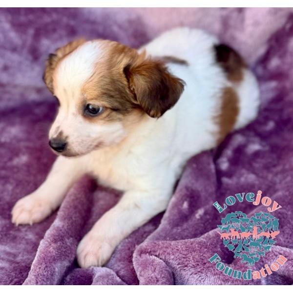 Enlarge Willow Litter, an adopted mixed breed in Inglewood, CA image 2/2