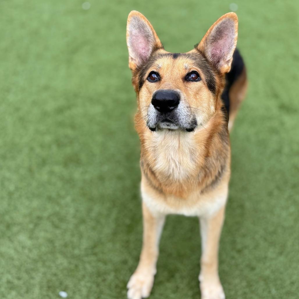 Hank, Adoptable, Adult Male German Shepherd Dog.