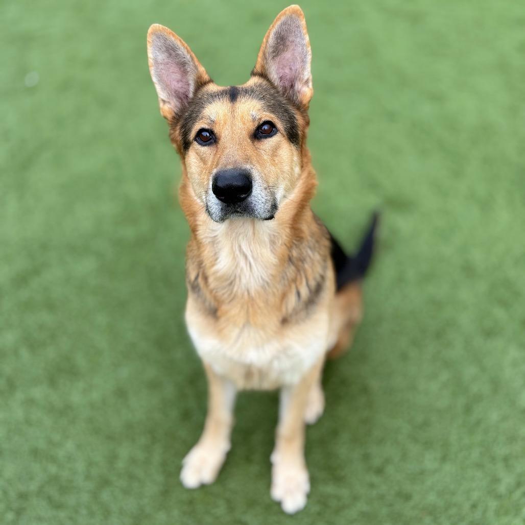 Enlarge Hank, a Adoptable German Shepherd Dog in Nashville, IN image 2/3