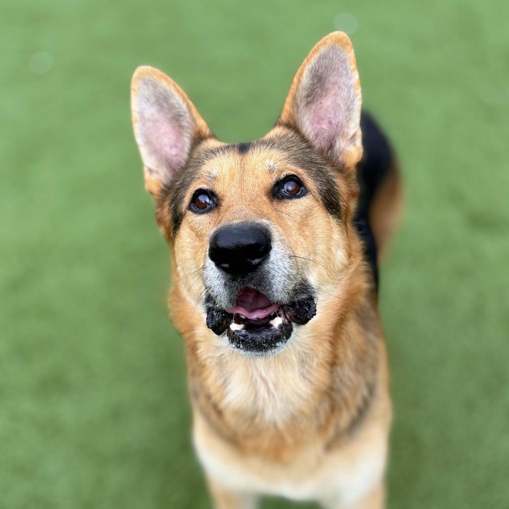 Enlarge Hank, a Adoptable German Shepherd Dog in Nashville, IN image 3/3