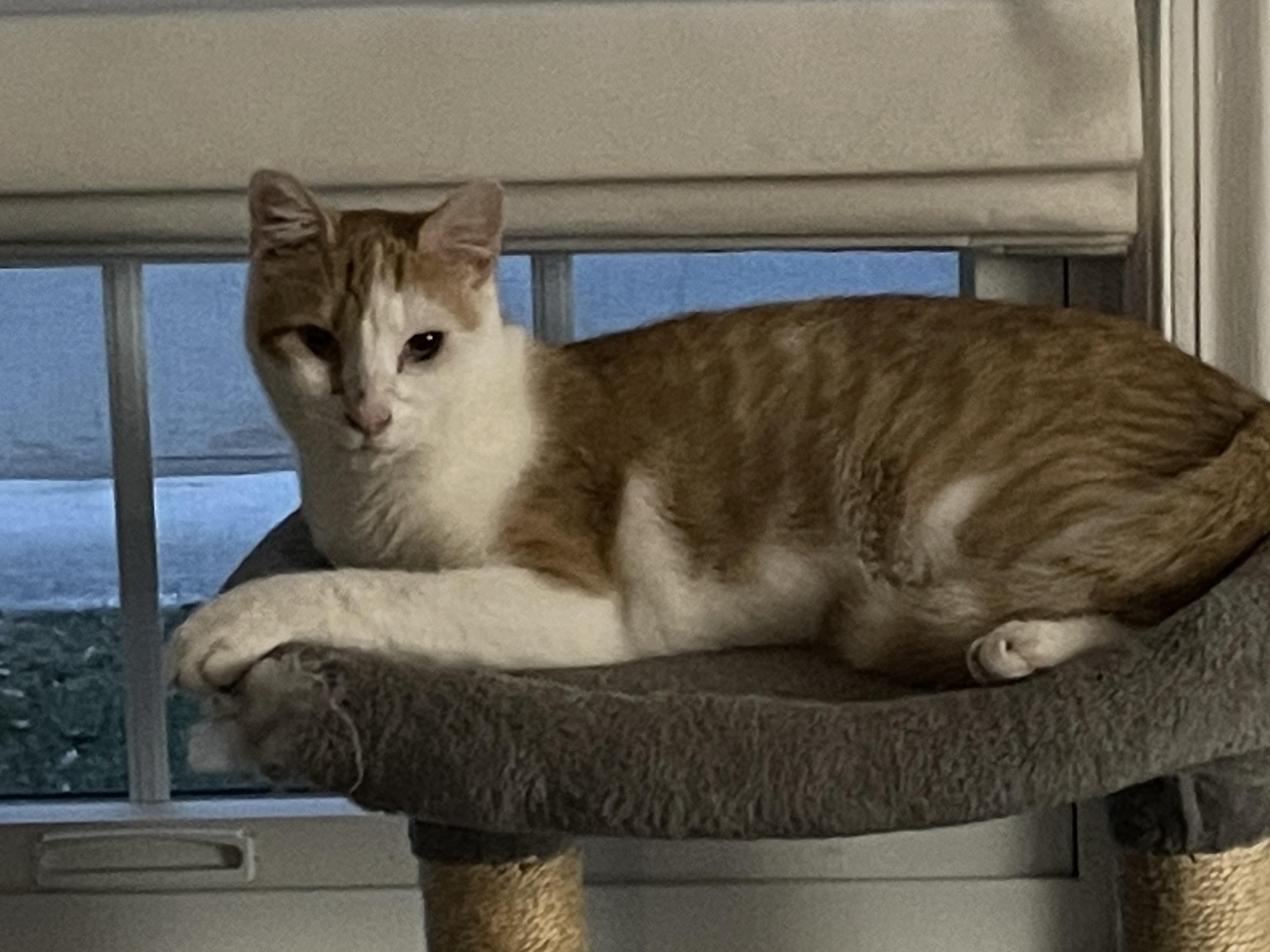 Rosco, Adoptable, Kitten Male Domestic Short Hair.