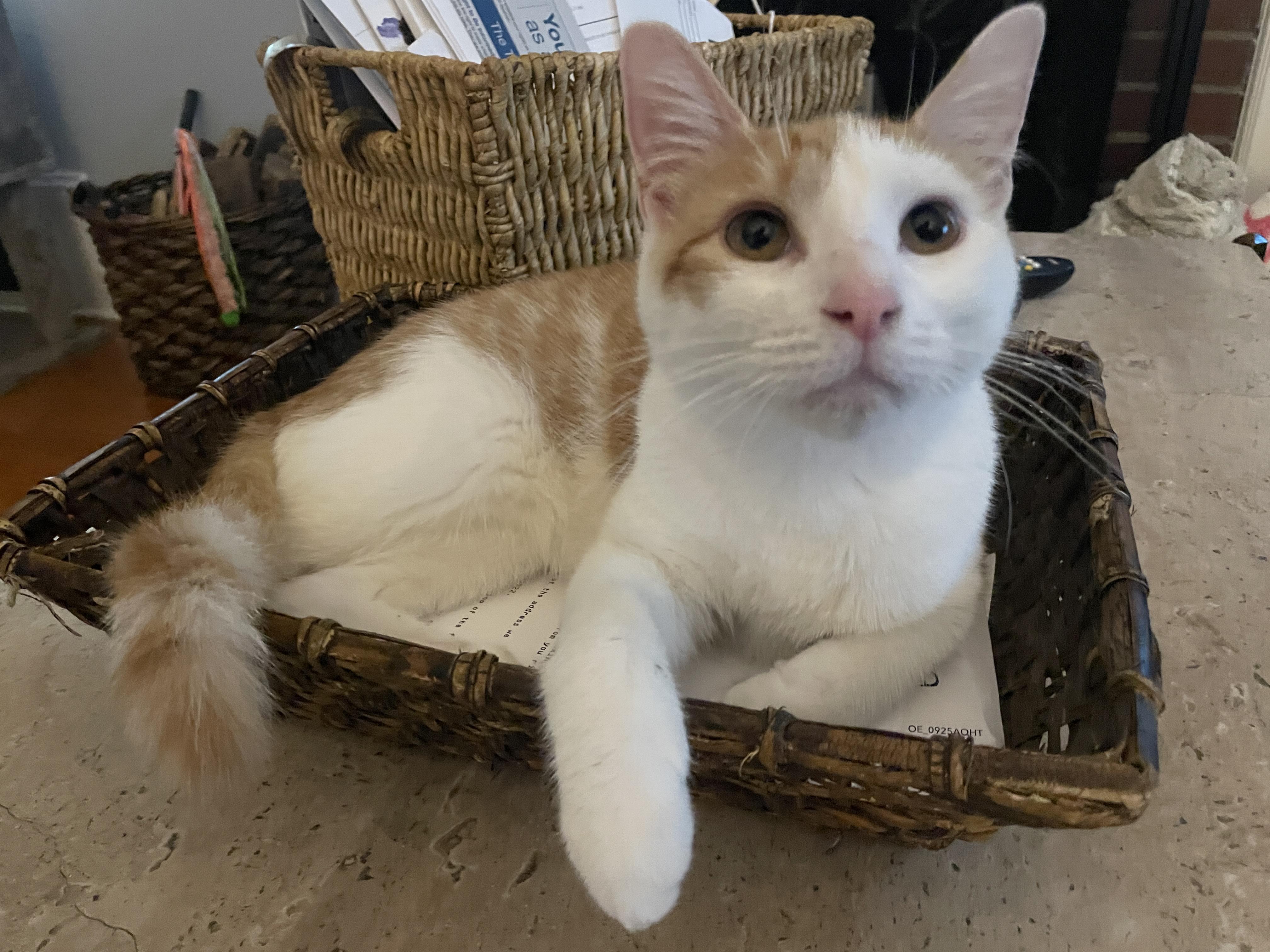 Rosco, Adoptable, Kitten Male Domestic Short Hair.