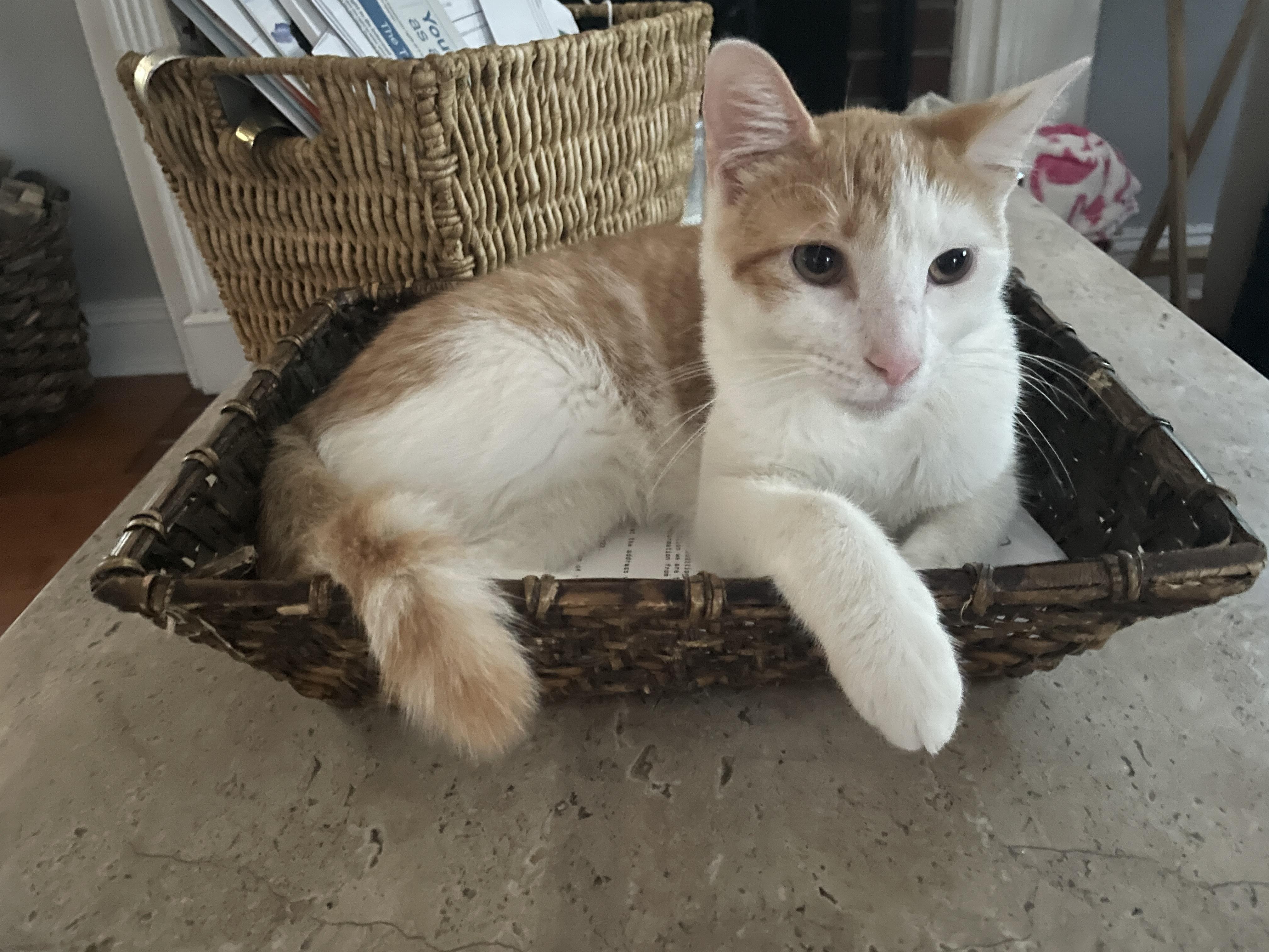 Rosco, Adoptable, Kitten Male Domestic Short Hair.