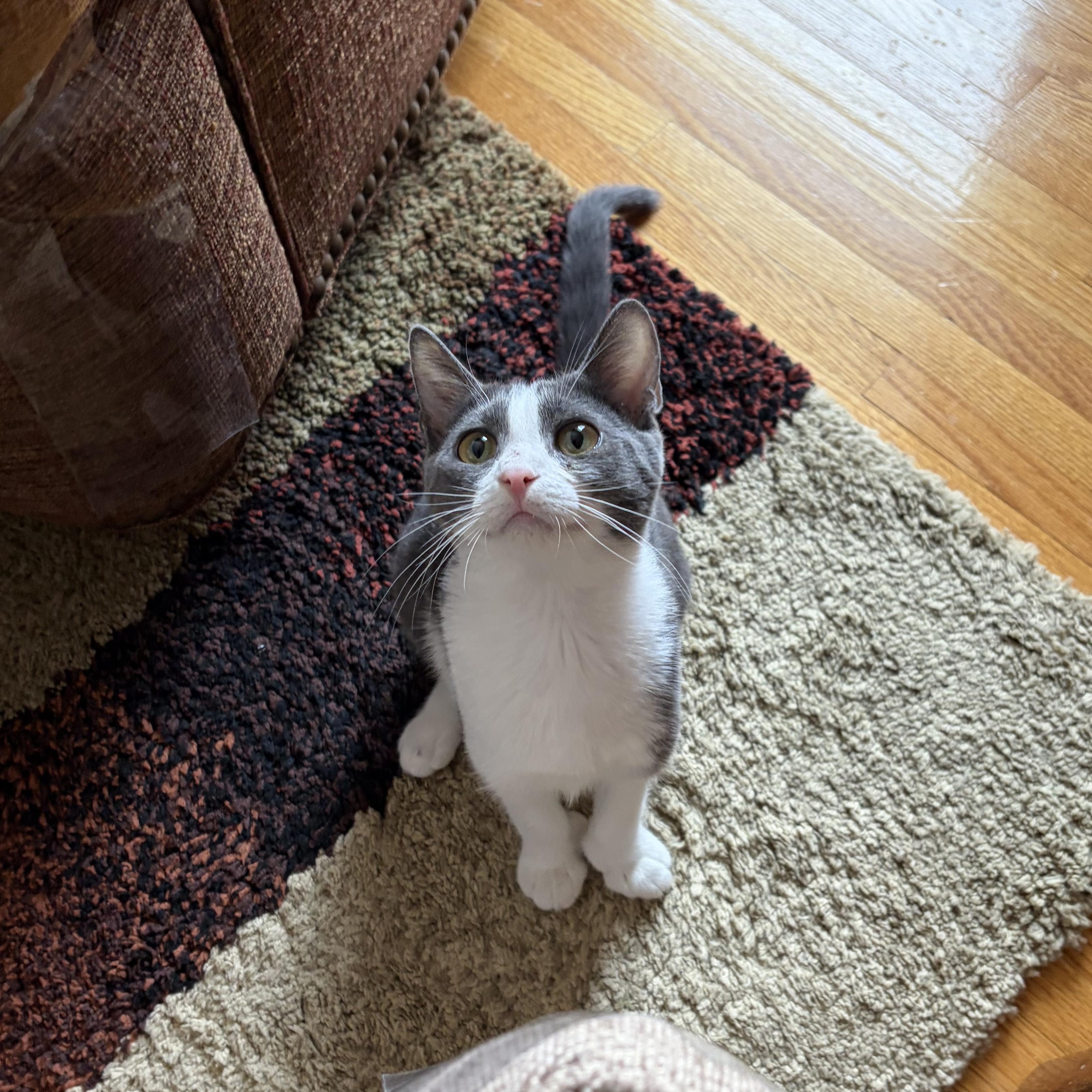 Enlarge Polly, a ADOPTABLE American Shorthair in West newton, PA image 2/6