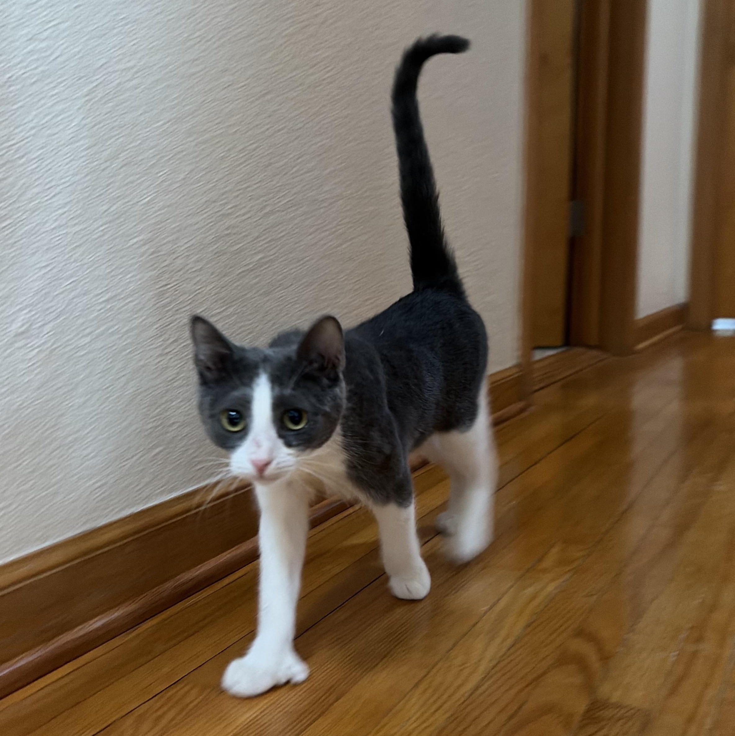 Polly, ADOPTABLE, Kitten Female American Shorthair.