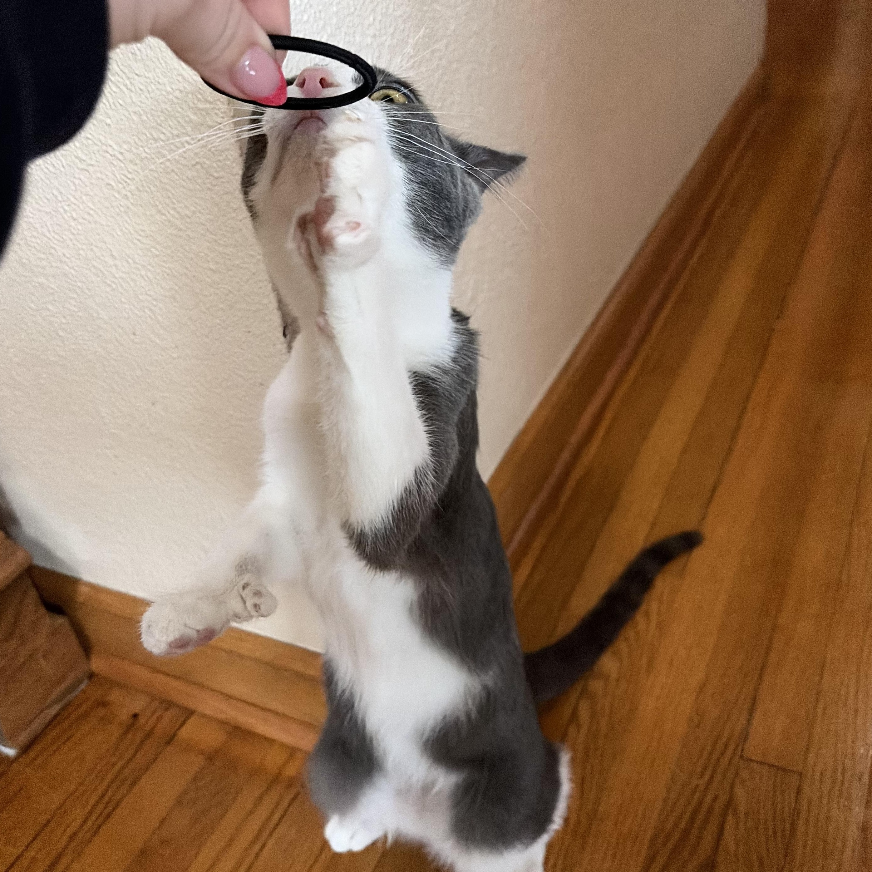 Enlarge Polly, a ADOPTABLE American Shorthair in West newton, PA image 5/6