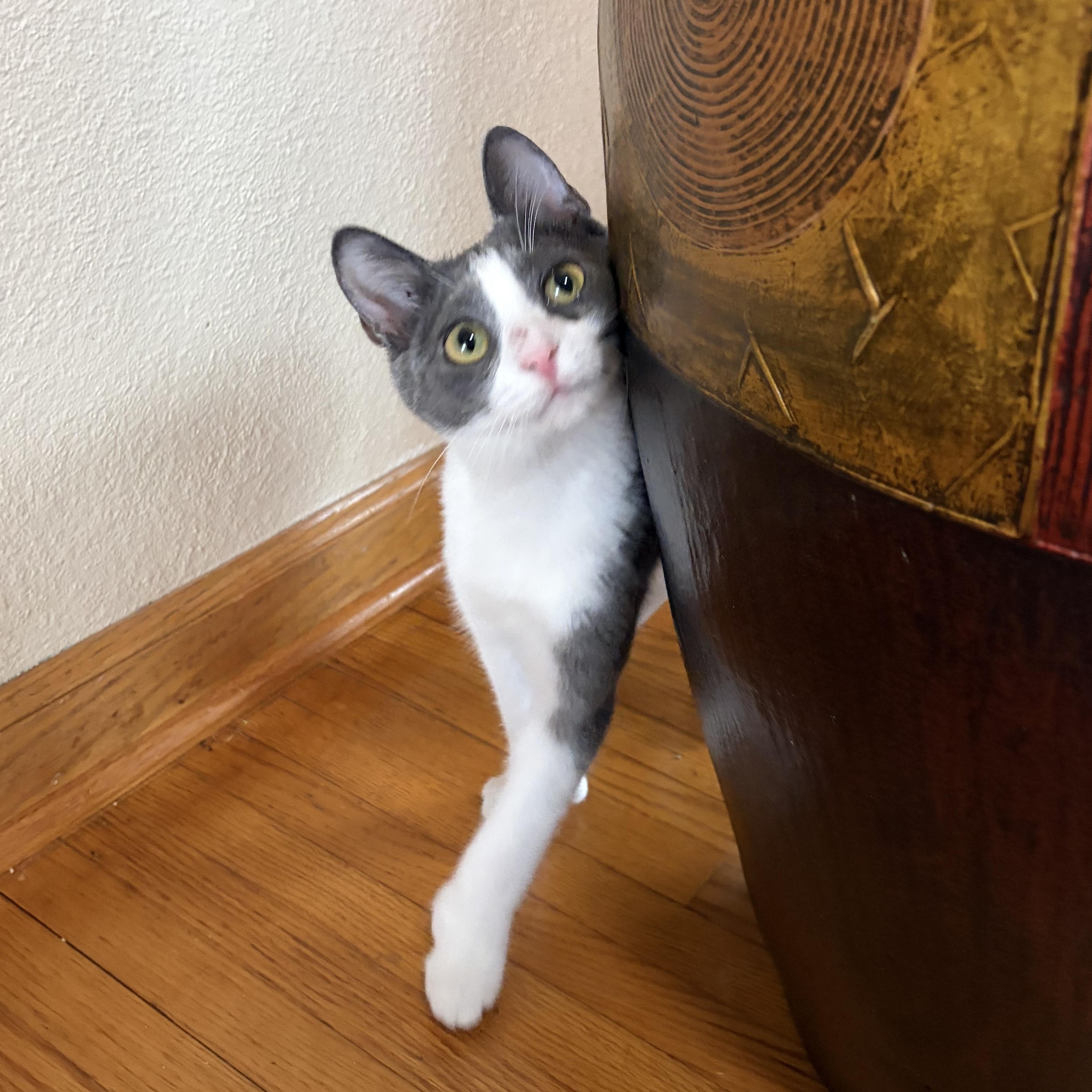 Enlarge Polly, a ADOPTABLE American Shorthair in West newton, PA image 6/6