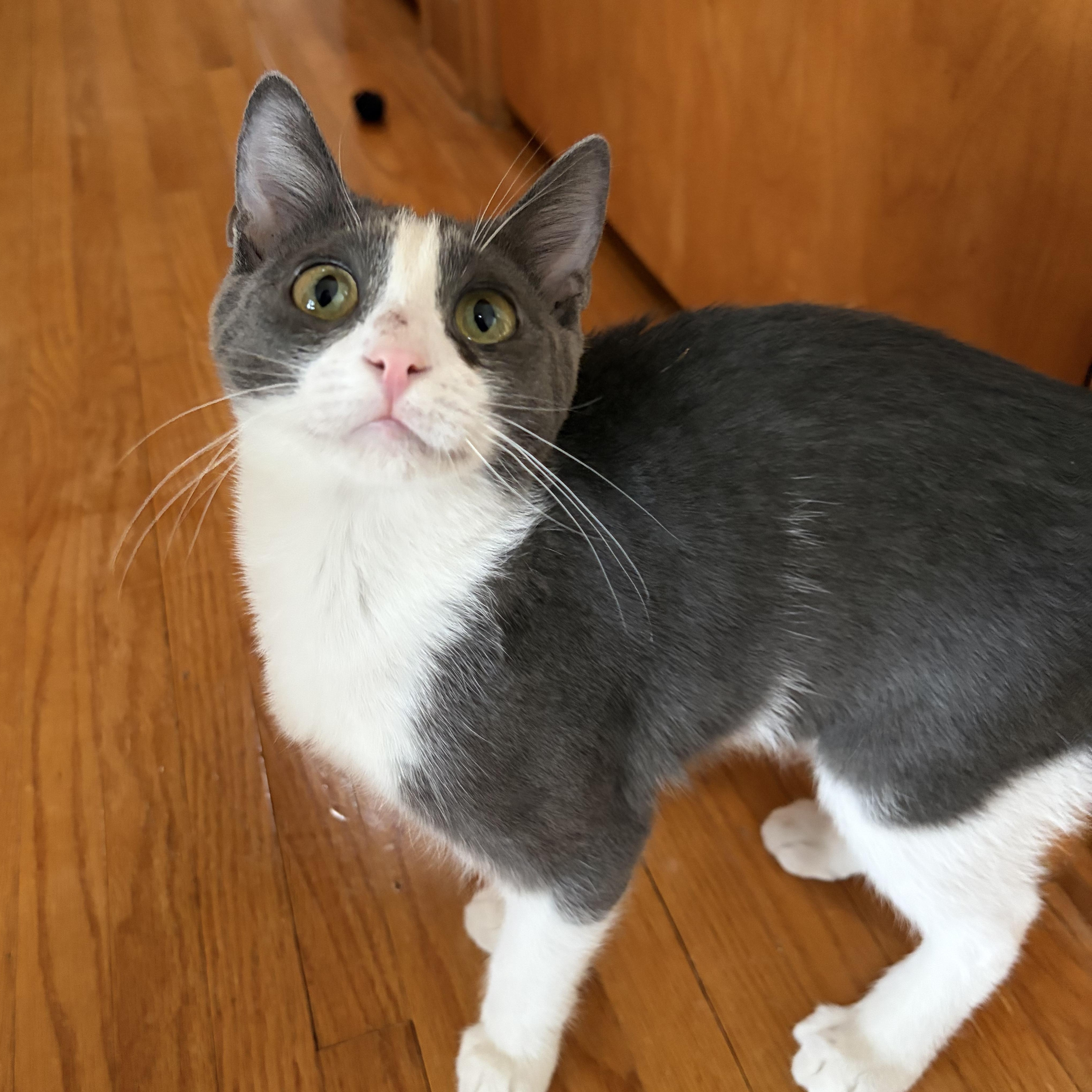 Enlarge Polly, a ADOPTABLE American Shorthair in West newton, PA image 4/6