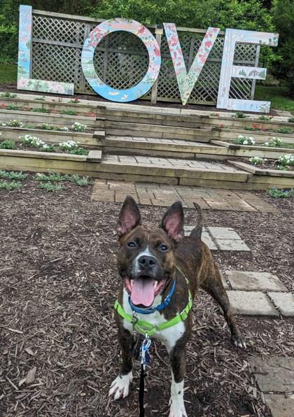 Tanto, Adoptable, Adult Male Mixed Breed & Mixed Breed.