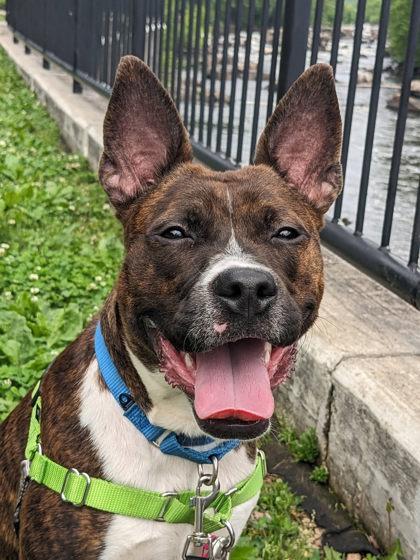 Tanto, a Adoptable mixed breed in Fairfax, VA image 2/3