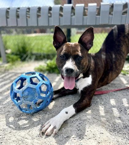 Tanto, a Adoptable mixed breed in Fairfax, VA image 3/3