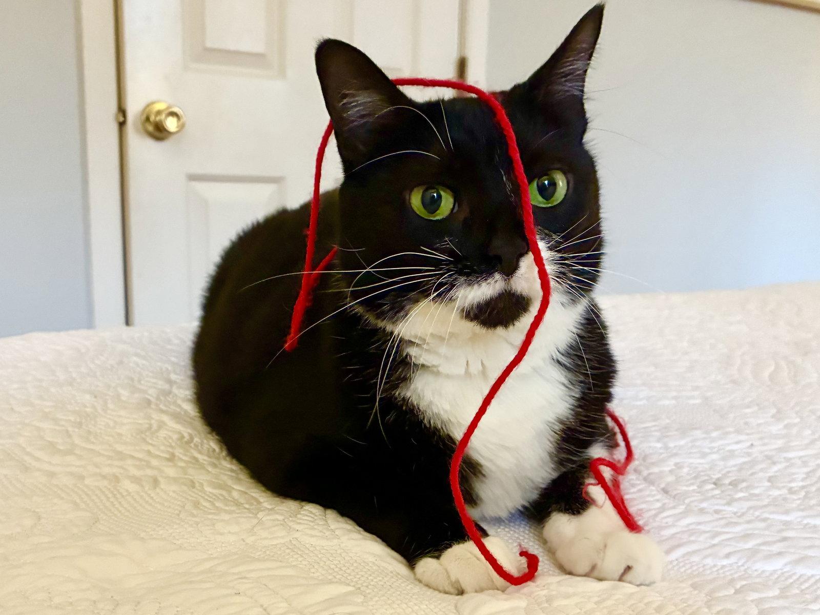 Taffy, a Adoptable Domestic Short Hair in Philadelphia, PA image 1/3