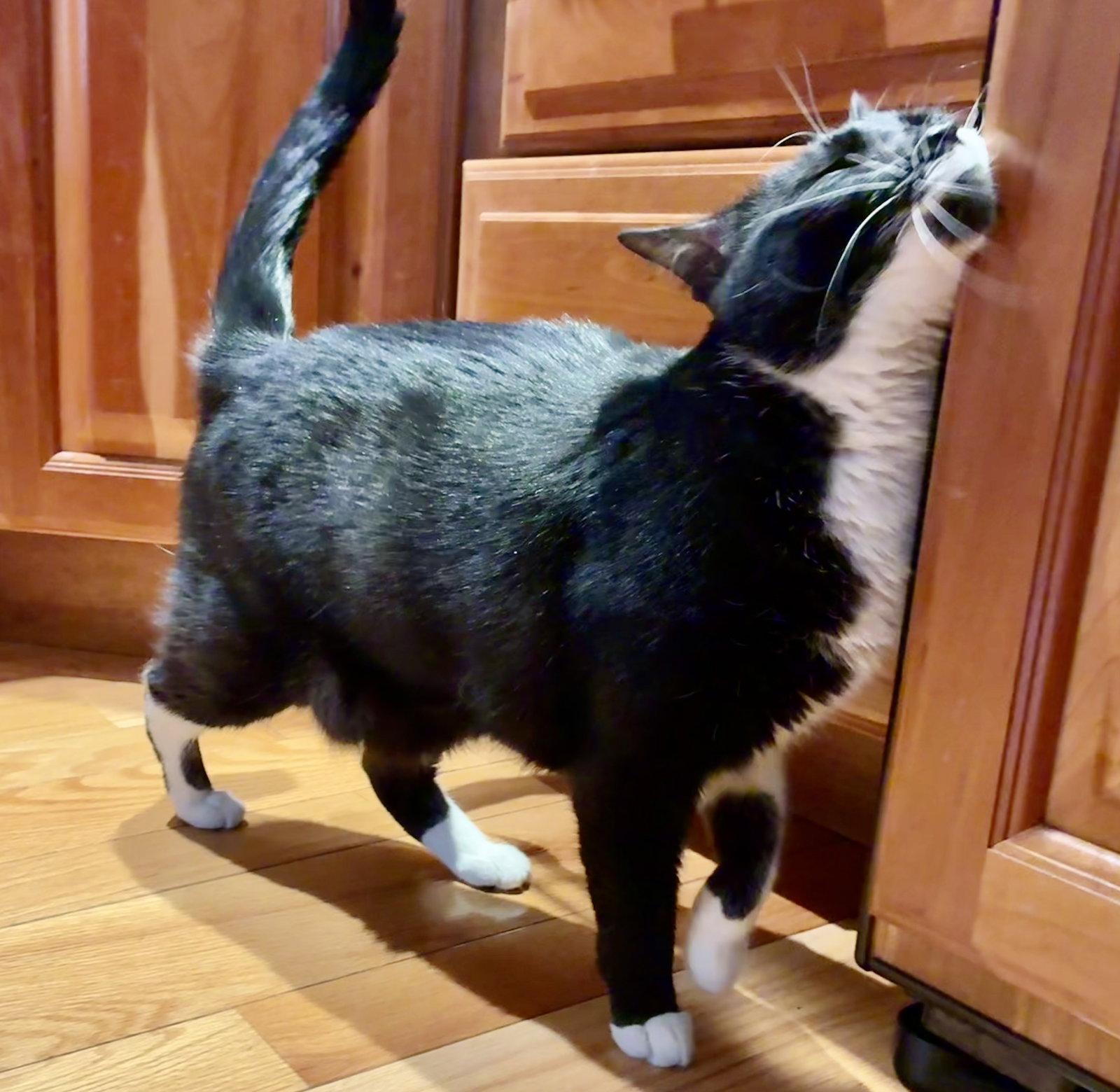 Taffy, a Adoptable Domestic Short Hair in Philadelphia, PA image 2/3